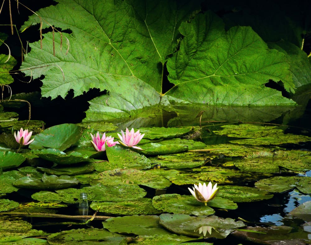 A Stage For Detritus - A4