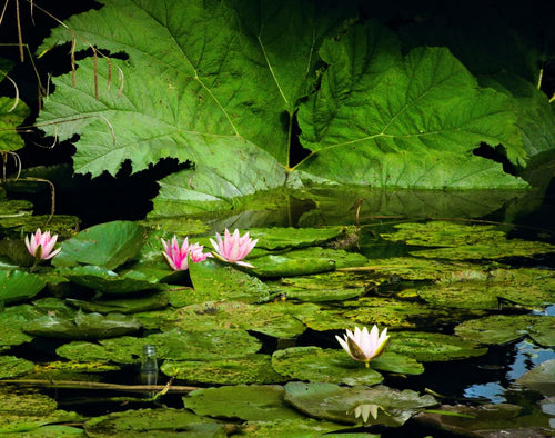 A Stage For Detritus - A4