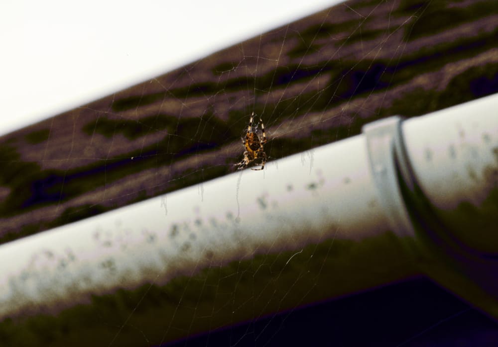 Garden Spider A4