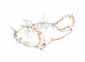 Howl’s Moving Cat