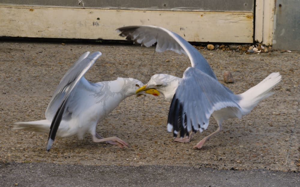 Is That A Chip? - A4