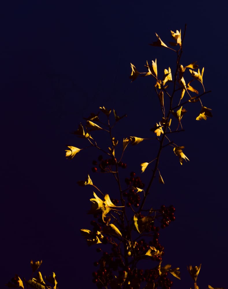 Leaves Lead The Berries A4