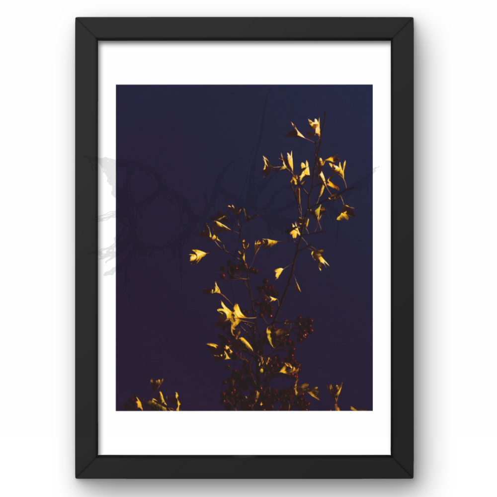 Leaves Lead The Berries A4