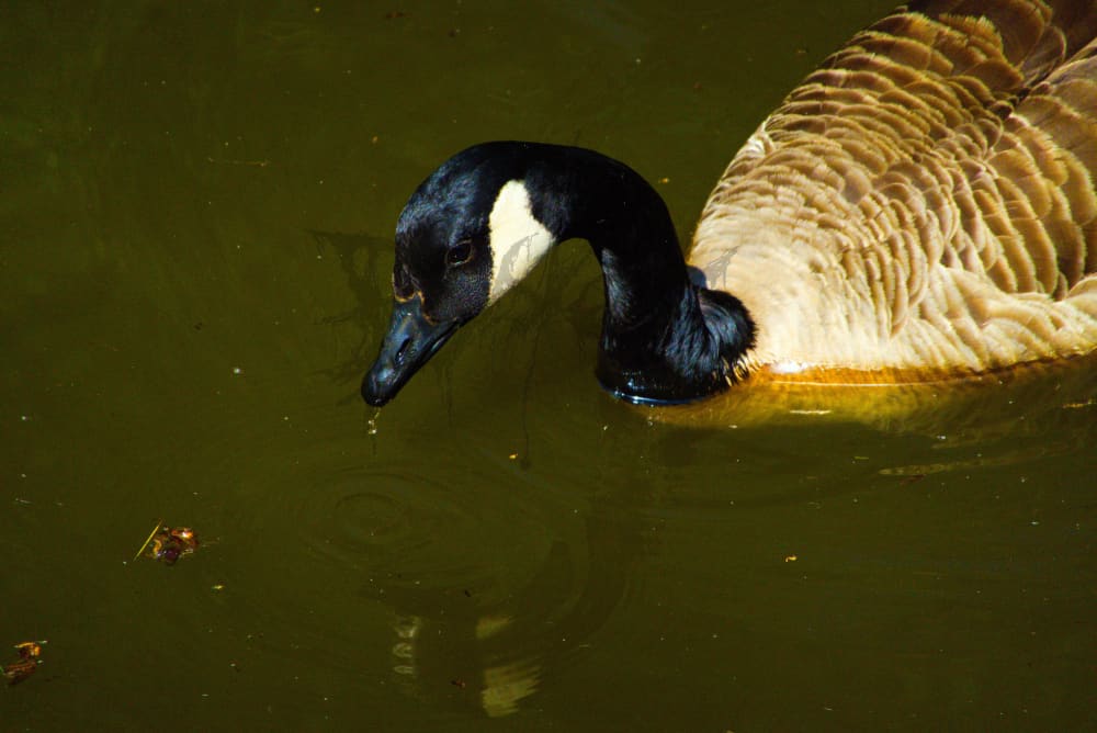 Wet Goose A4