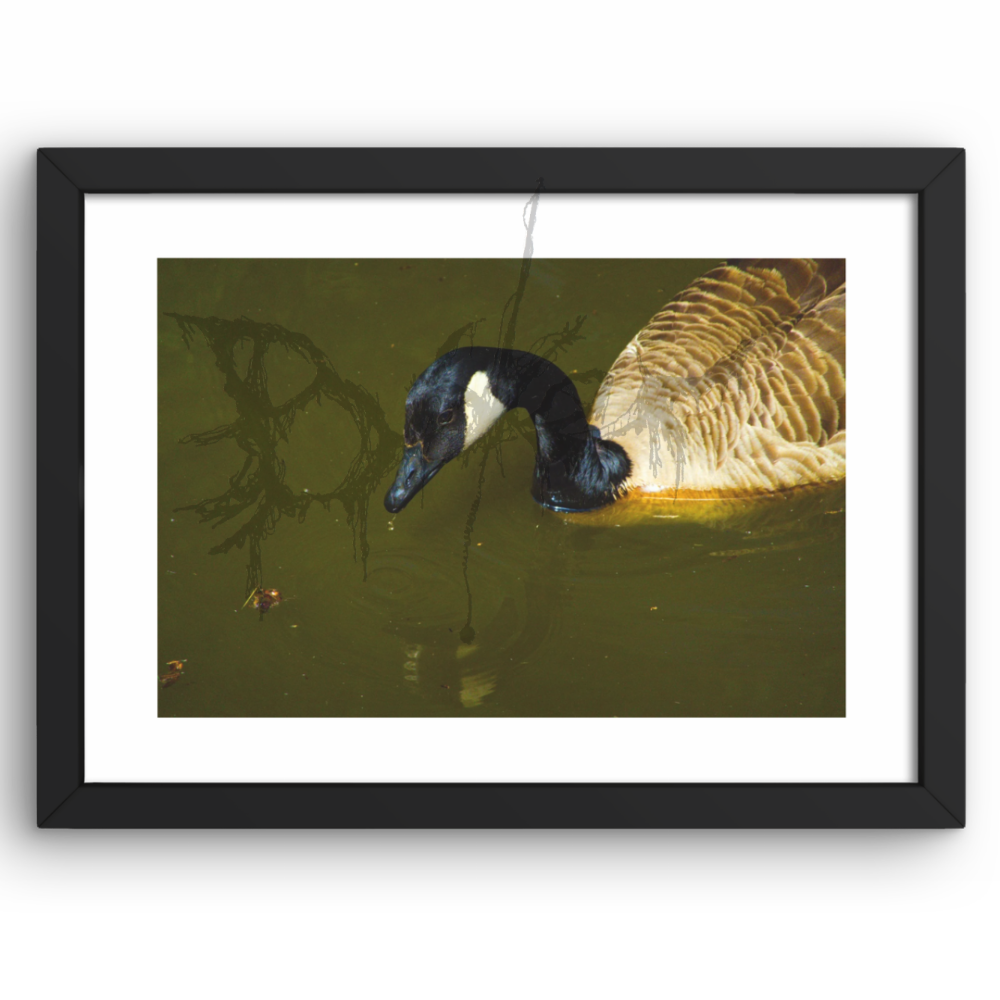 Wet Goose A4